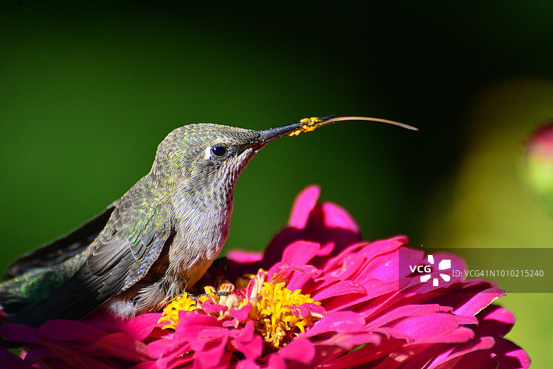 幼蜂鸟栖息在百日草上，喙上有花粉，舌头伸出来图片素材