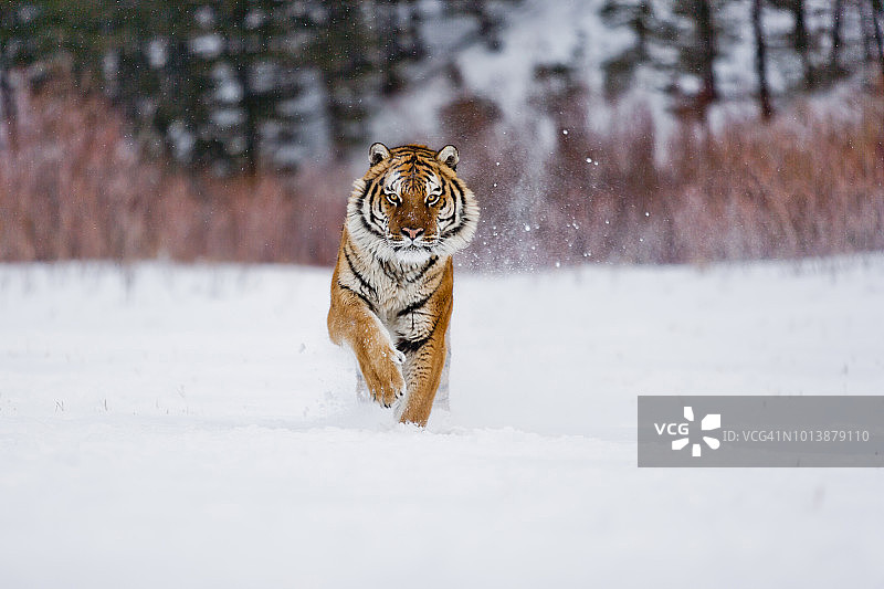 西伯利亚虎在雪地上奔跑图片素材