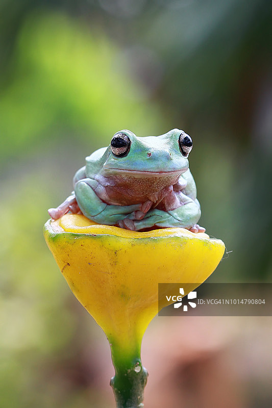 矮小的树蛙坐在一棵植物上，印度尼西亚图片素材