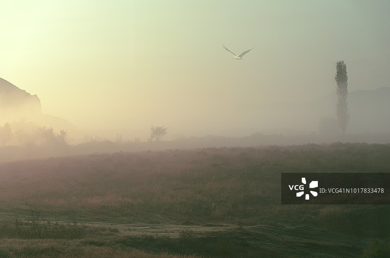 美丽的自然景色——雾蒙蒙的早晨，一片草甸的黎明，一片秋日的阴霾，小鸟在飞翔，紫花在雾下图片素材