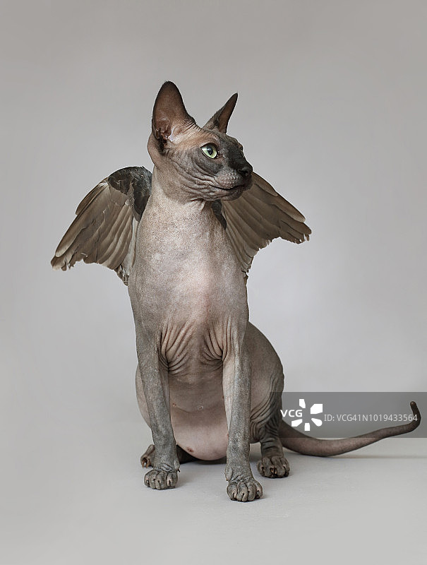 斯芬克斯无毛猫，灰色背景上有翅膀图片素材