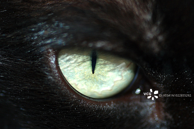 微距的黑猫眼图片素材