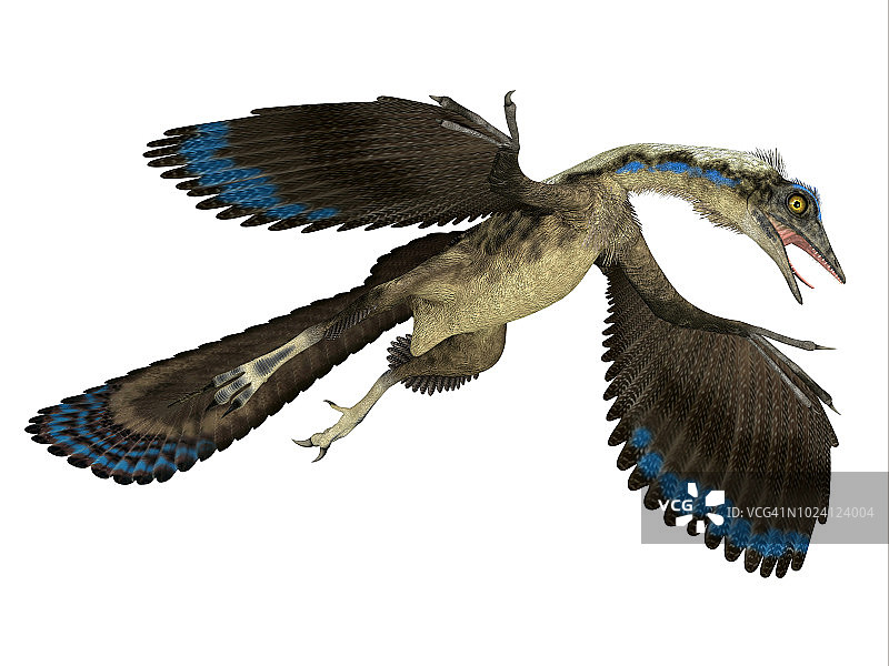 飞行中的始祖鸟爬行动物图片素材