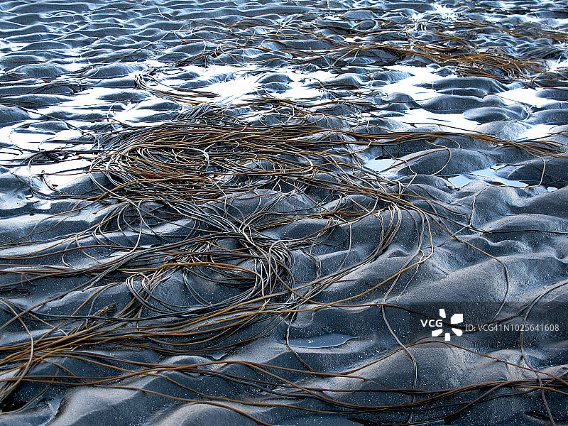 冰岛Norðurland vestra的Hvitserkur海滩上的意大利面形状的海藻图片素材