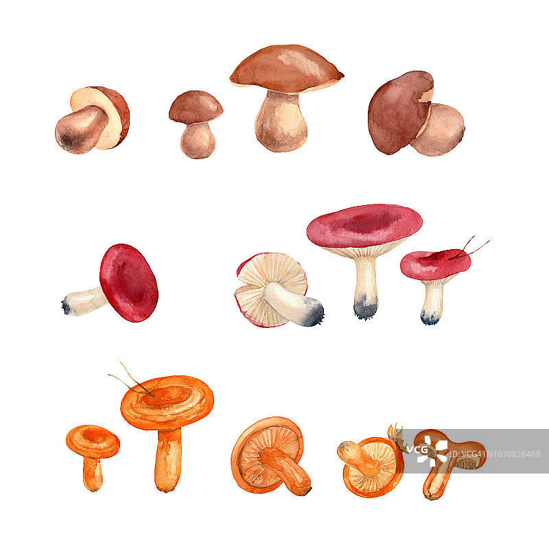 白色背景上的可食用蘑菇。水彩插图。图片素材