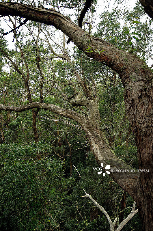 鸟瞰澳大利亚新南威尔士州骑士山伊拉瓦拉悬崖温暖温带雨林中的一棵老树、蕨类植物和其他植物图片素材