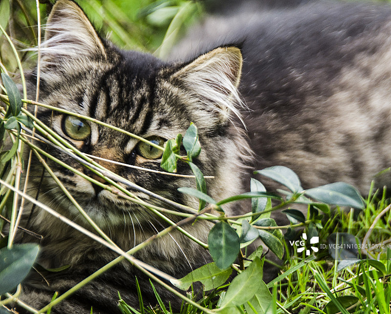 可爱的条纹小猫看着窗外的草地在花园里图片素材