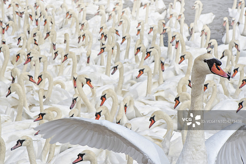 特写图像的白色疣鼻天鹅-天鹅的颜色在一群图片素材