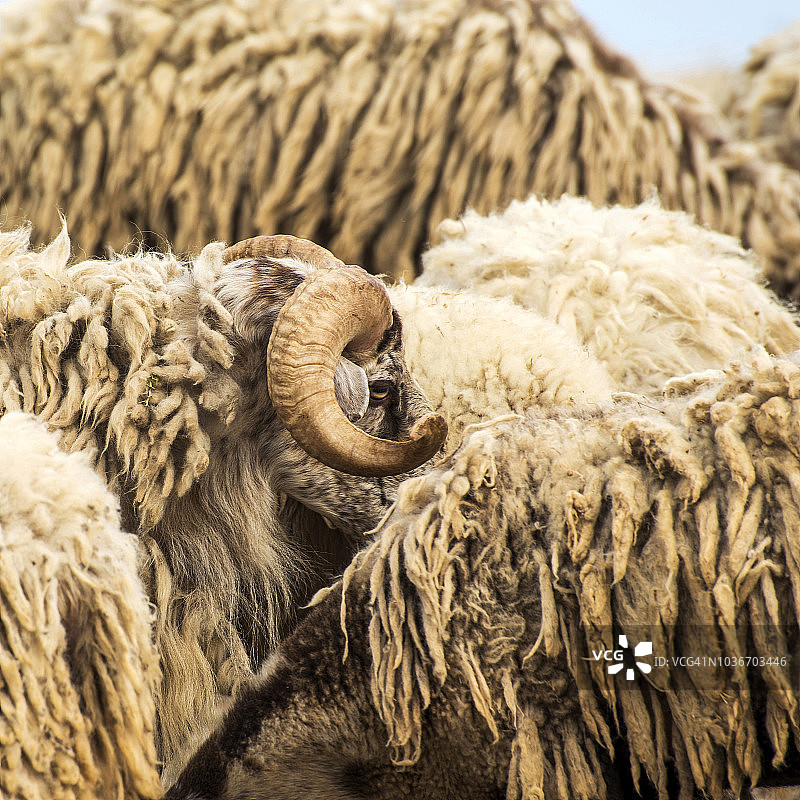 希腊乌拉努波利斯的羊群图片素材