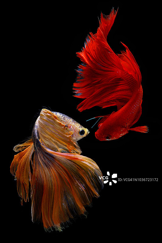 两条斗鱼，印度尼西亚图片素材