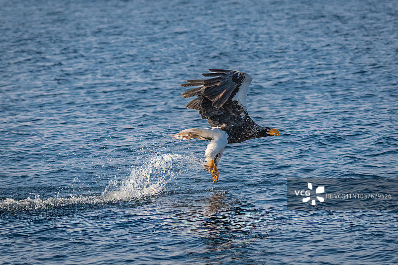 冬季，日本北海道知床半岛，张开翅膀在海面上狩猎的虎头海雕图片素材