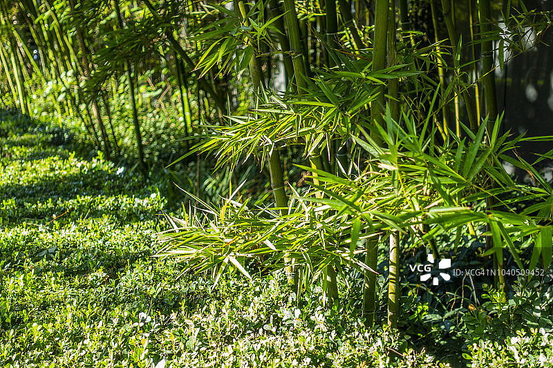 绿叶作背景，竹林。图片素材
