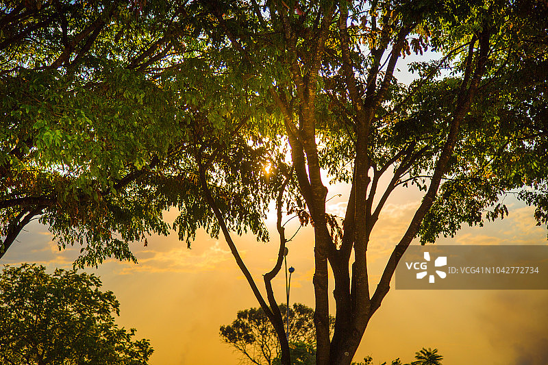 巴西巴西利亚塞拉多的树。图片素材
