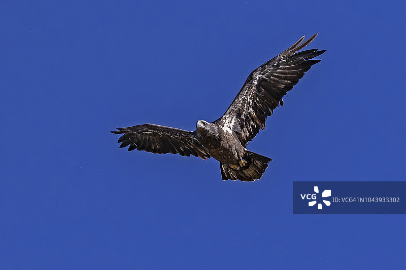 鸟幼秃鹰在加利福尼亚湖上空飞翔图片素材