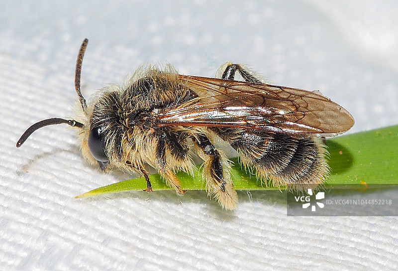 采矿蜜蜂(Andrena sp.)图片素材