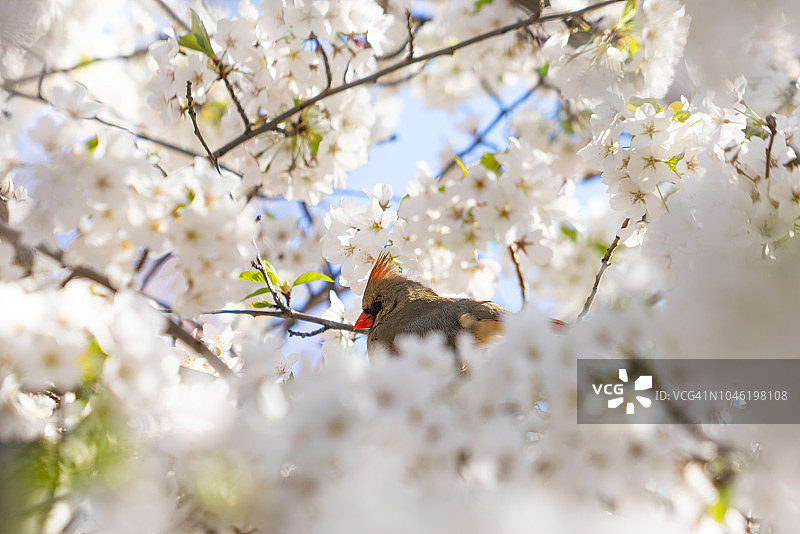 4月23日，在美国纽约中央公园，一只雌性北方红雀栖息在盛开的樱花树上。图片素材