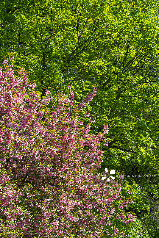 2018年5月8日，美国纽约大草坪中央公园，樱花和绿树在阳光的照射下生长。图片素材
