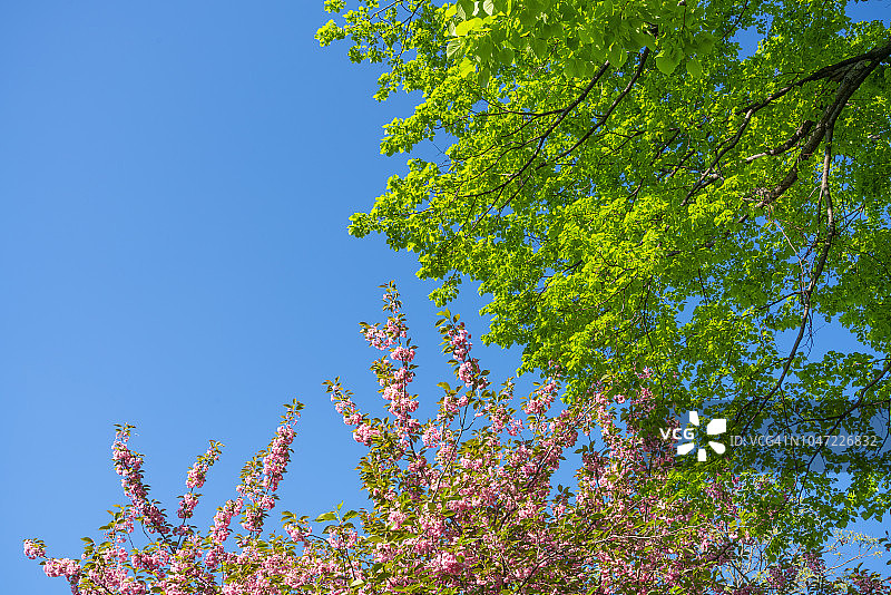 2018年5月8日，在美国纽约大草坪中央公园，樱花和绿树在阳光的照射下生长。图片素材