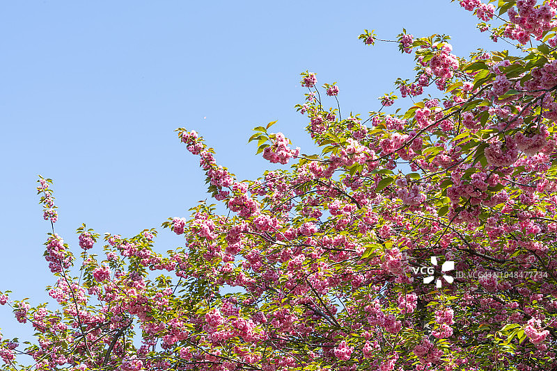 5月8日，在美国纽约中央公园，樱花盛开。当日，美国纽约中央公园的樱花在湛蓝的天空下绽放。图片素材