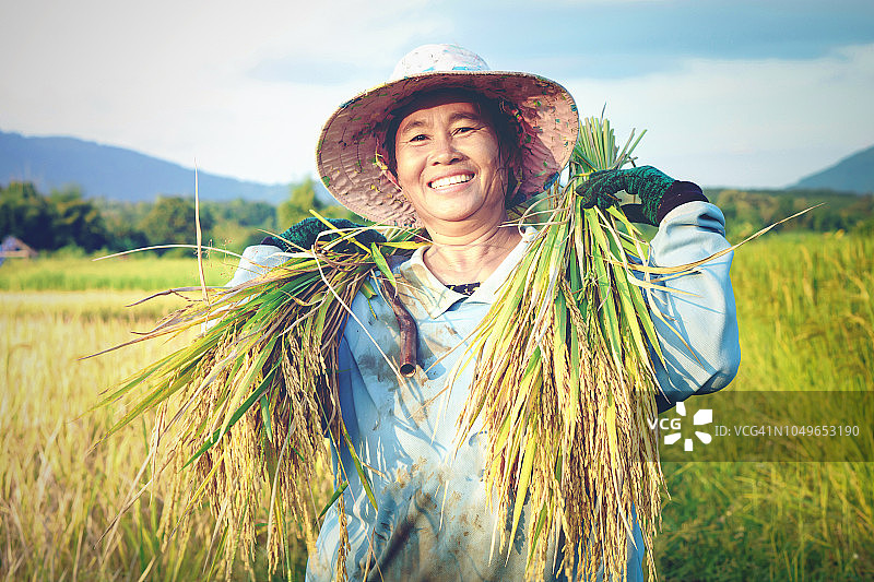 快乐的泰国女农民在泰国农村收割水稻图片素材