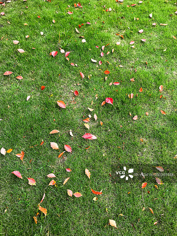 红色的樟树叶子落在绿色的草坪上图片素材