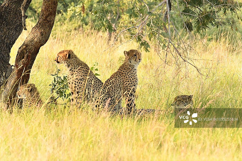 南非的野生猎豹在树下图片素材
