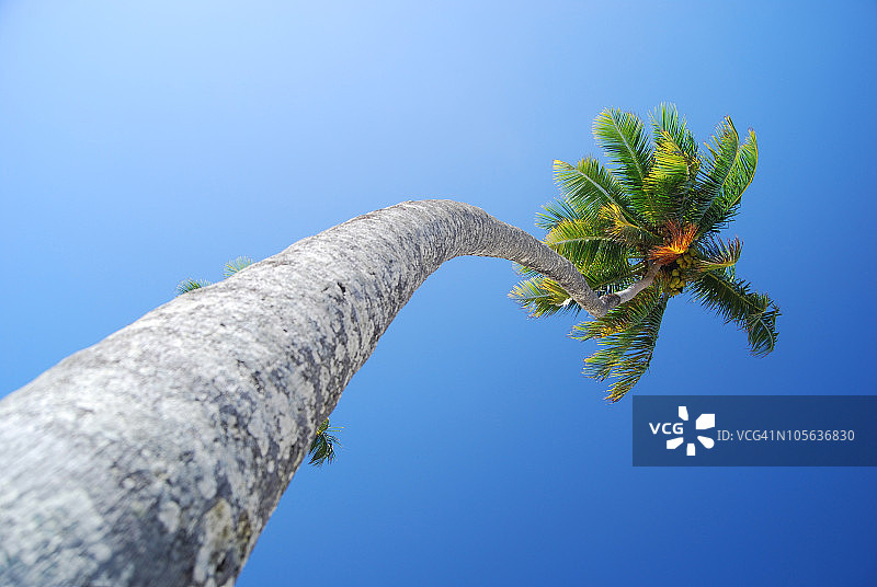 椰子棕榈树图片素材