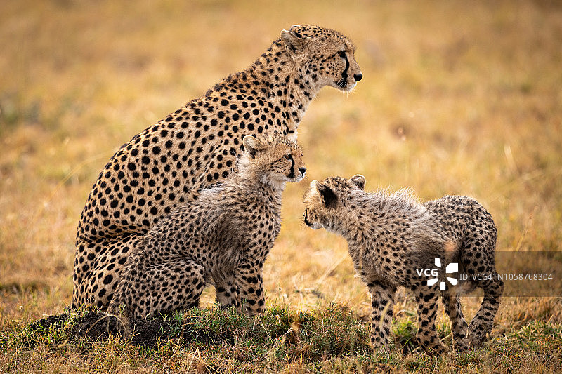 猎豹和两只幼崽坐在草地上图片素材