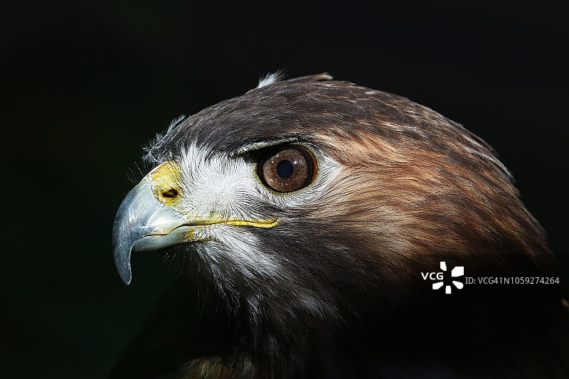 红尾鹰的头图片素材
