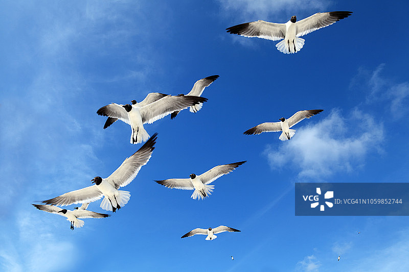 一群海鸥飞过湛蓝清澈的天空图片素材