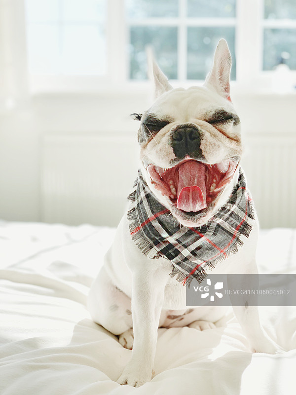 法国斗牛犬坐在床上打哈欠的特写图片素材