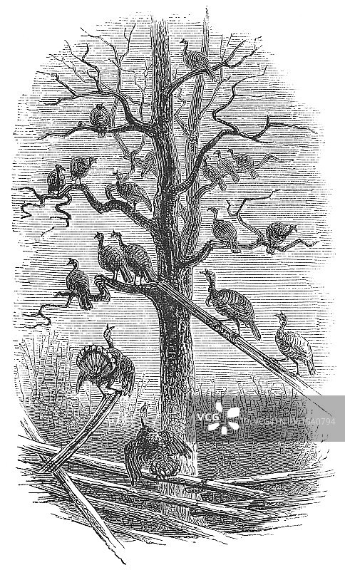 美国弗吉尼亚州一个农场里的一群野火鸡(19世纪)图片素材