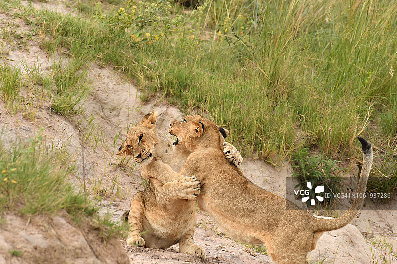非洲的小狮子一起摔跤图片素材