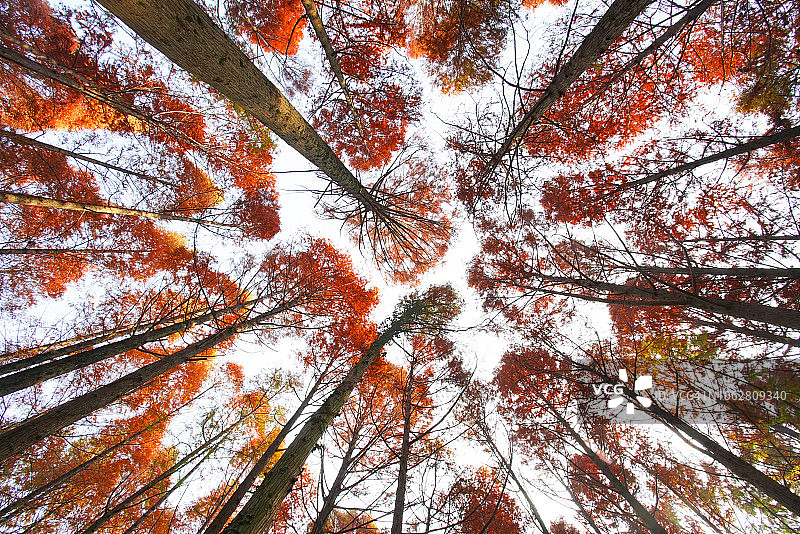 在五彩缤纷的秋天里，向上观赏森林图片素材
