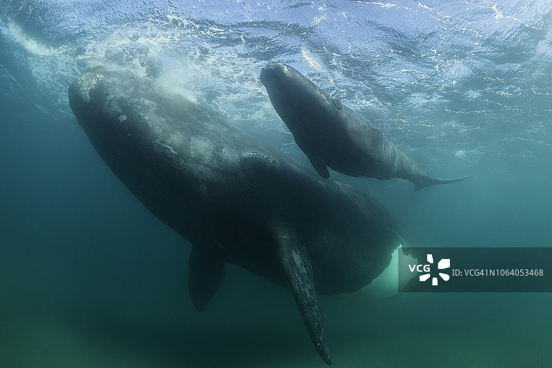 抬头看着一头南露脊鲸和她的幼崽，阿根廷瓦尔德斯半岛新海湾。图片素材