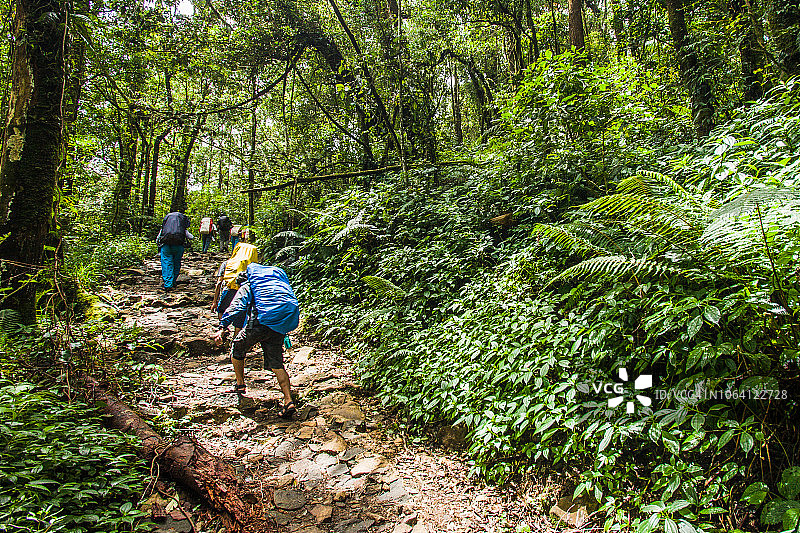 徒步穿越Gede山热带森林，西爪哇图片素材