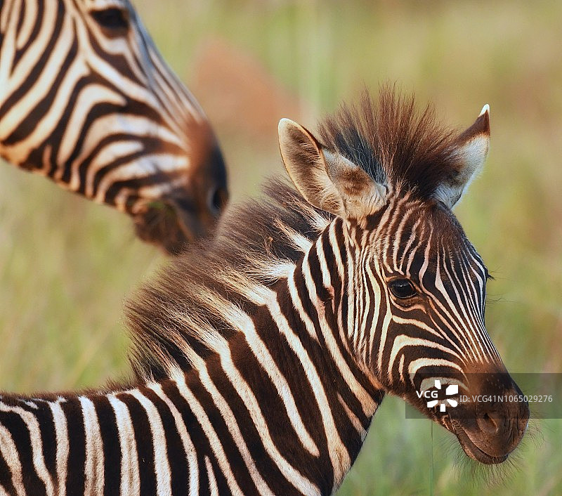 南非大草原上的年轻斑马图片素材