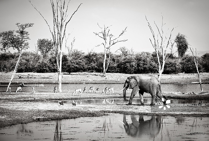 津巴布韦卡里巴湖非洲大象和黑斑羚倒影的风景图片素材