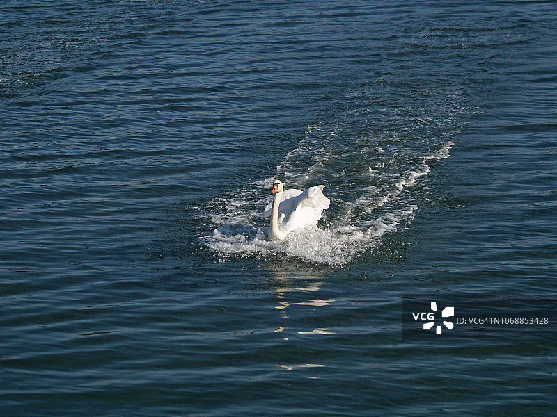 在湖里游泳的沉默的天鹅图片素材