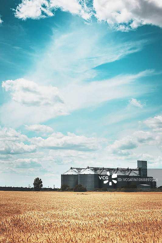 新谷物升降机在麦田的背景“n图片素材
