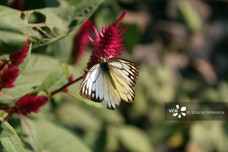 印度奥里萨邦，蝴蝶传粉，秋天的蝴蝶图片素材