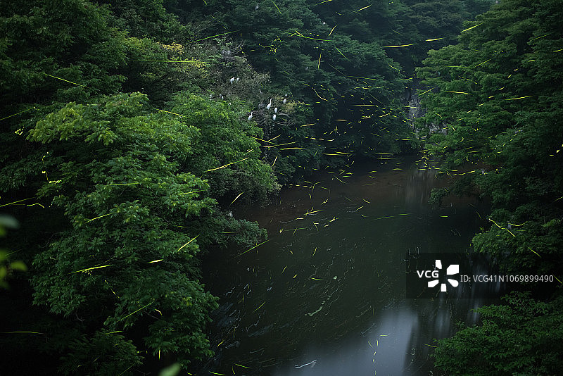 萤火虫在日本森林中发光，展示生物发光的自然奇观图片素材