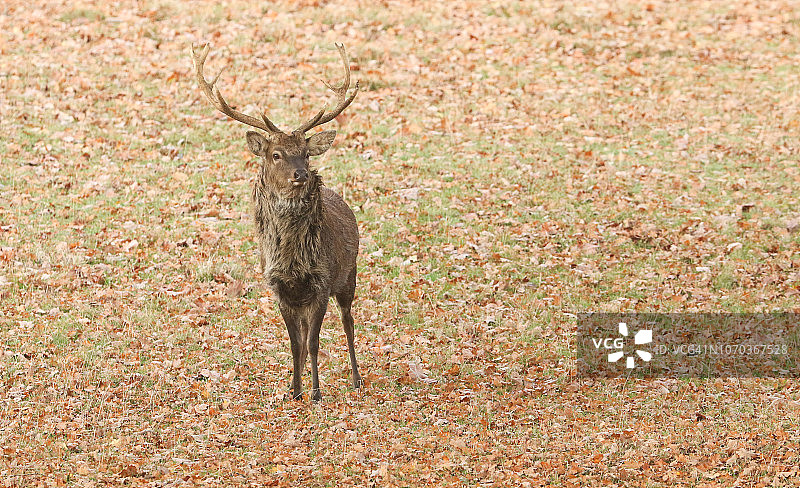 一只美丽的鹿茸梅花鹿(鹿茸梅花鹿)站在一片草地上，周围是色彩斑斓的秋叶。图片素材