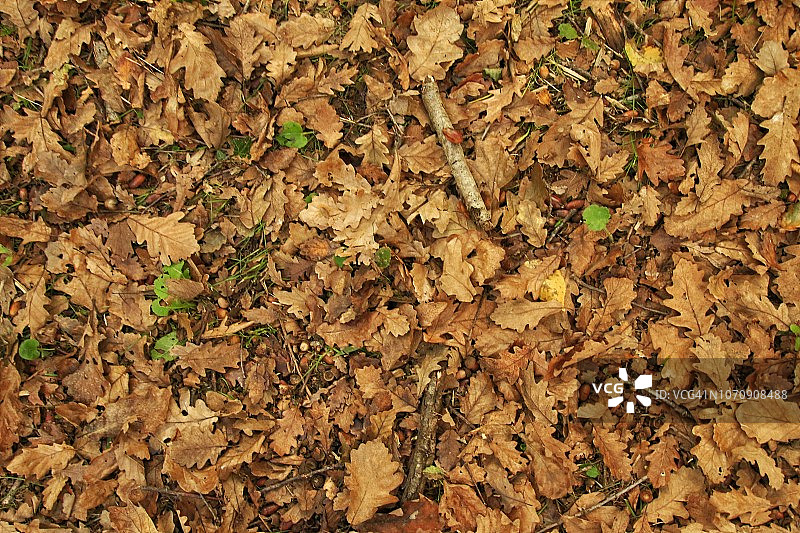 树叶在公园里图片素材