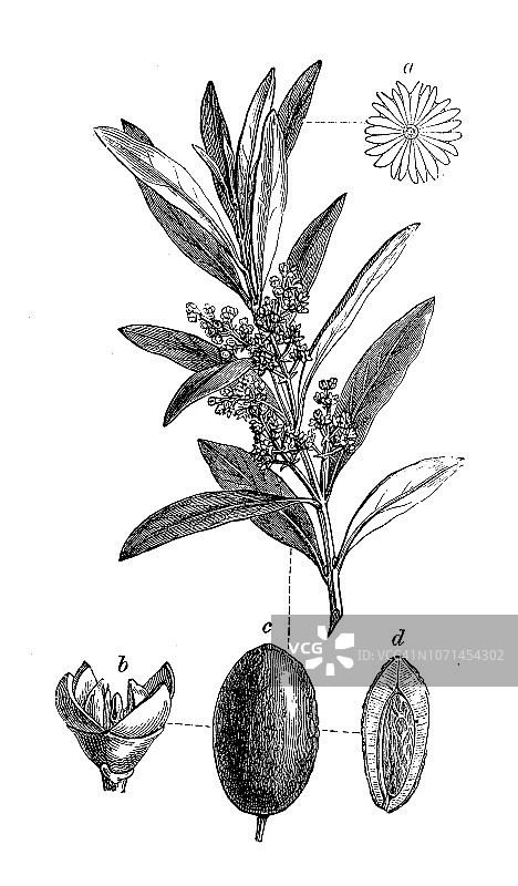 植物学植物仿古雕刻插图:油橄榄、橄榄树图片素材