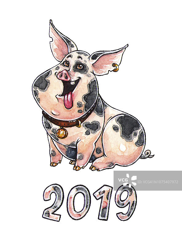 2019年新年贺卡。中国农历猪年可爱的迷你猪。手绘小猪，十二生肖水彩插画。图片素材