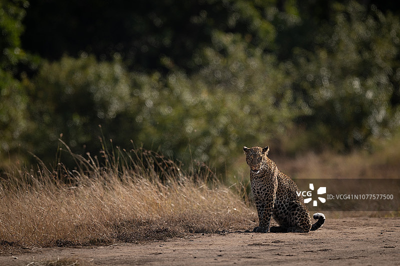 豹子坐在长草旁，面对着摄像机图片素材