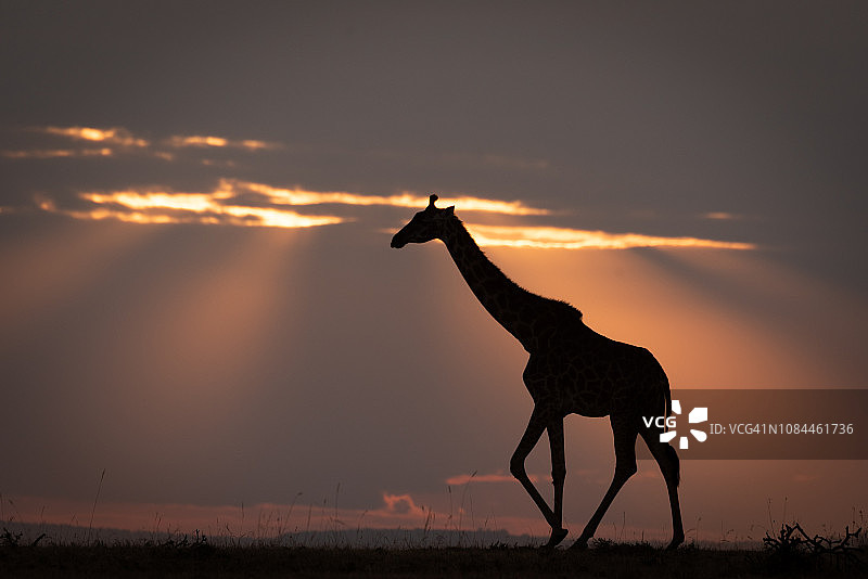 马赛长颈鹿在日落时走在地平线上图片素材