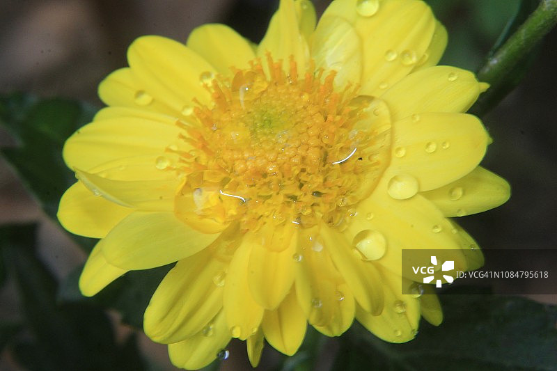 一切都需要水，黄色的雏菊花带着水滴图片素材