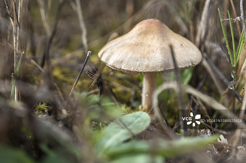 嗜干冬菇或裸子菇丛，口蘑科，蘑菇图片素材